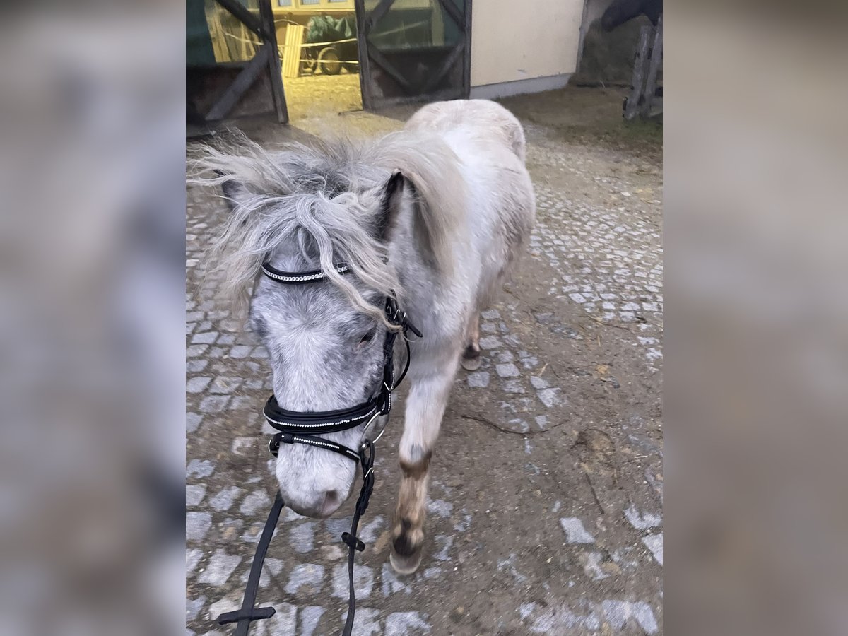 Online Reitunterricht