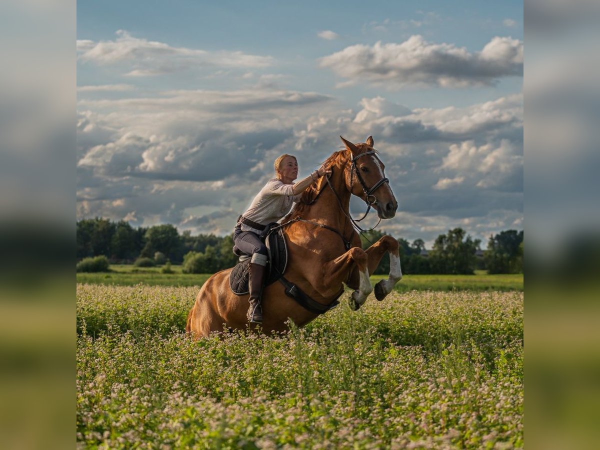 Reitunterricht und Beritt