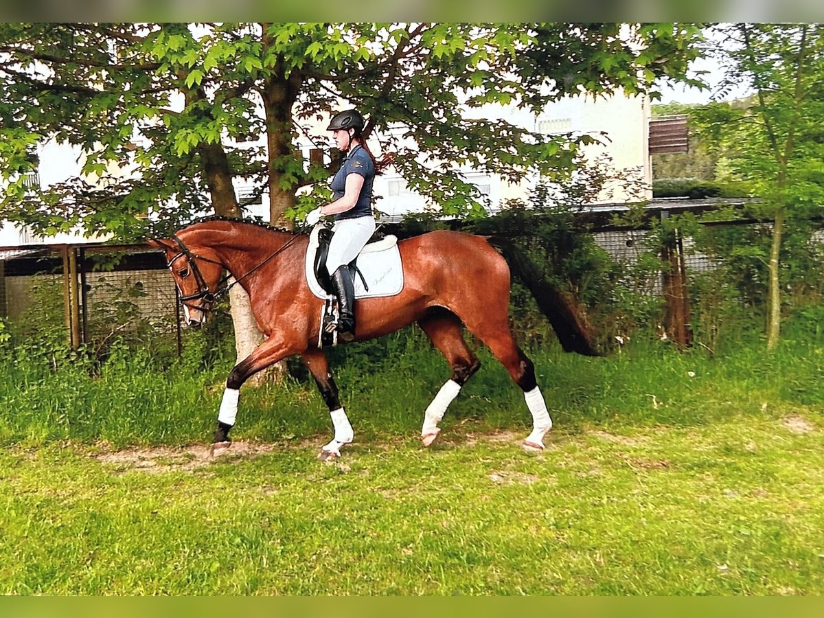 Beritt & Ausbildung - vertauensvoll, vielseitig & individuell