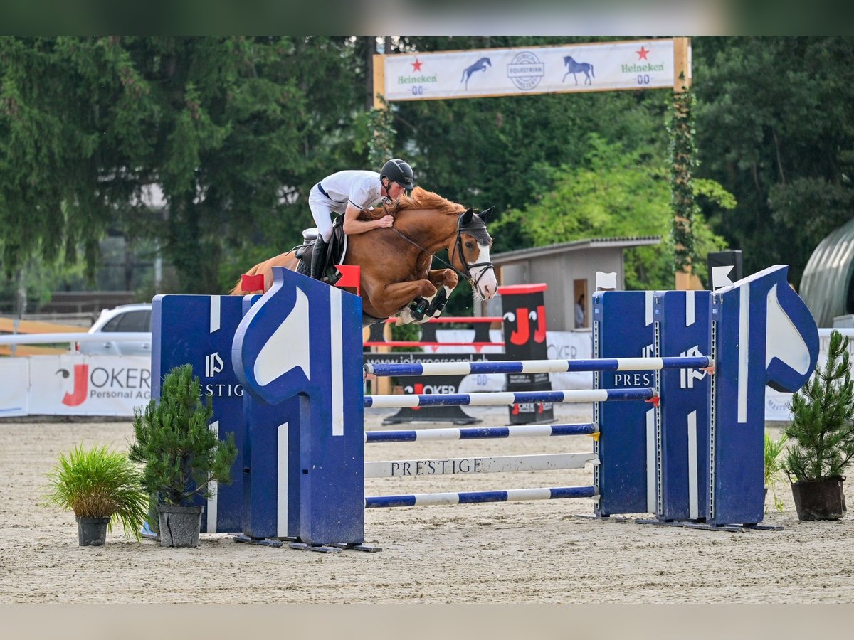 Springpferde Beritt in neu renovierter Anlage bei Luzern