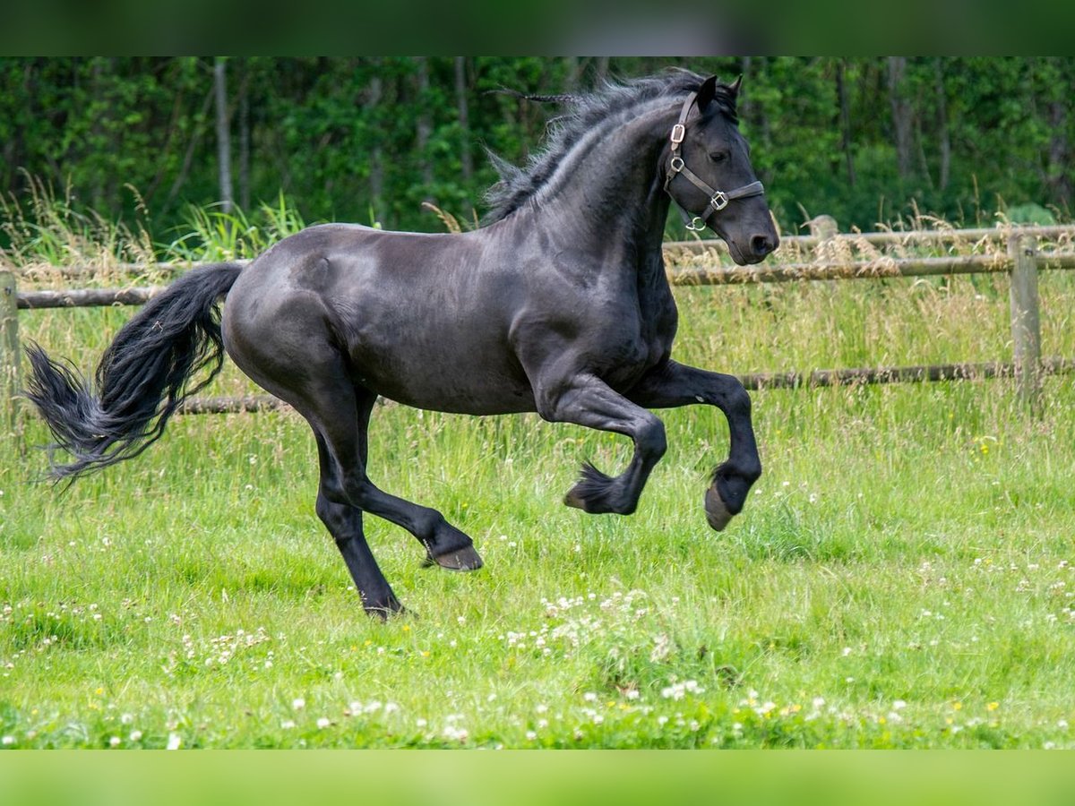 Reitferien mit Reitunterricht für 2-4 Erwachsene/Kinder Reitferien mit Reitunterricht für 2-4 Erwachsene/Kinder