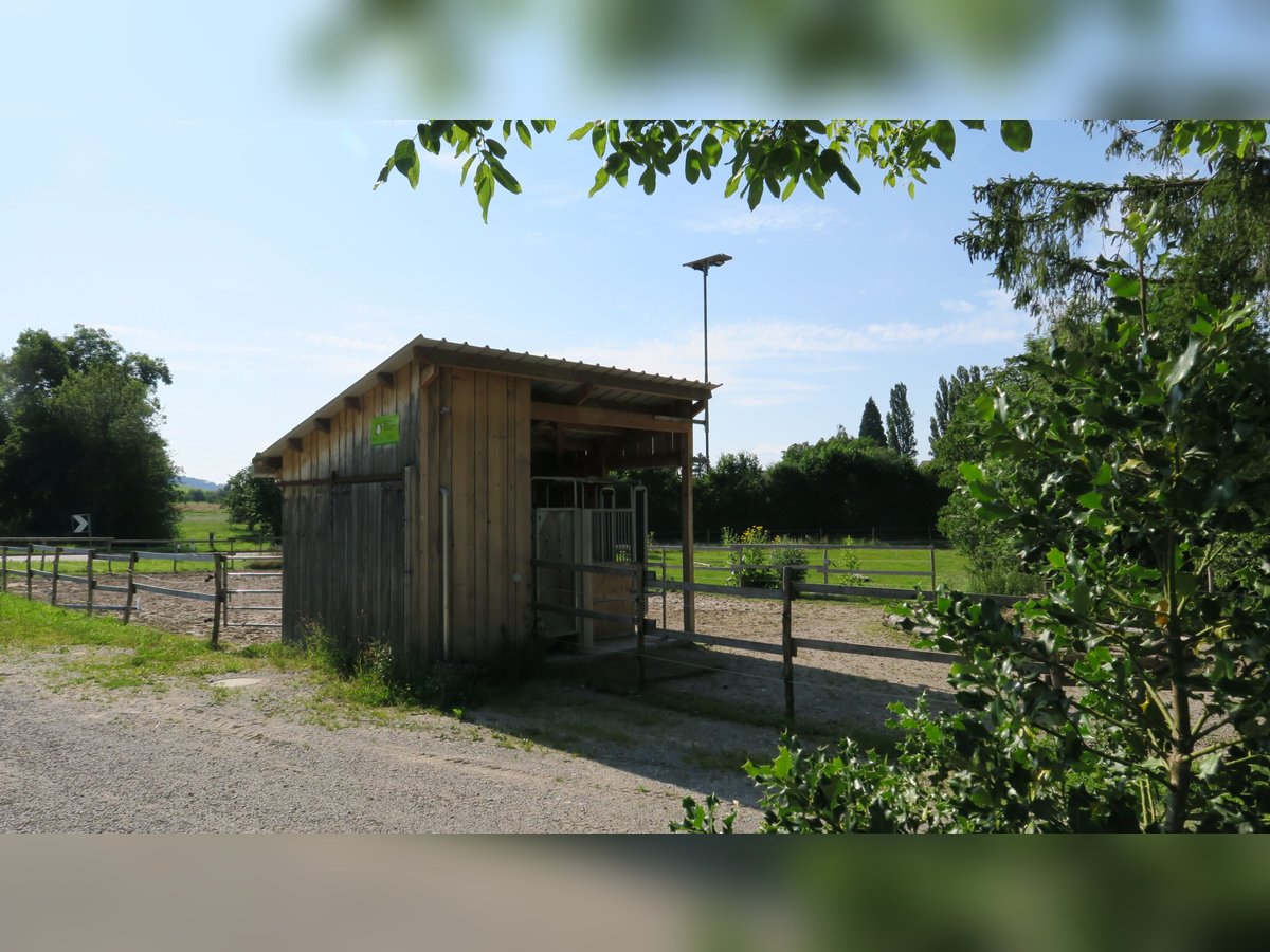 Freie Pensionsplätze im Aktivstall, Schönholzerswilen TG