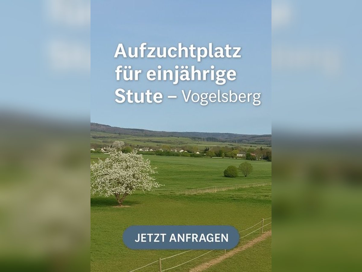 Aufzuchtplatz für einjährige Stute – Weidesaison 2025 im Vogelsberg