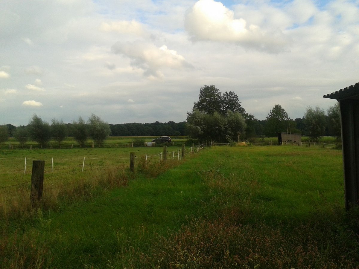 Weideplatz Rentnerwiese Jungpferd Wiesenplatz Ganzjahreswiese