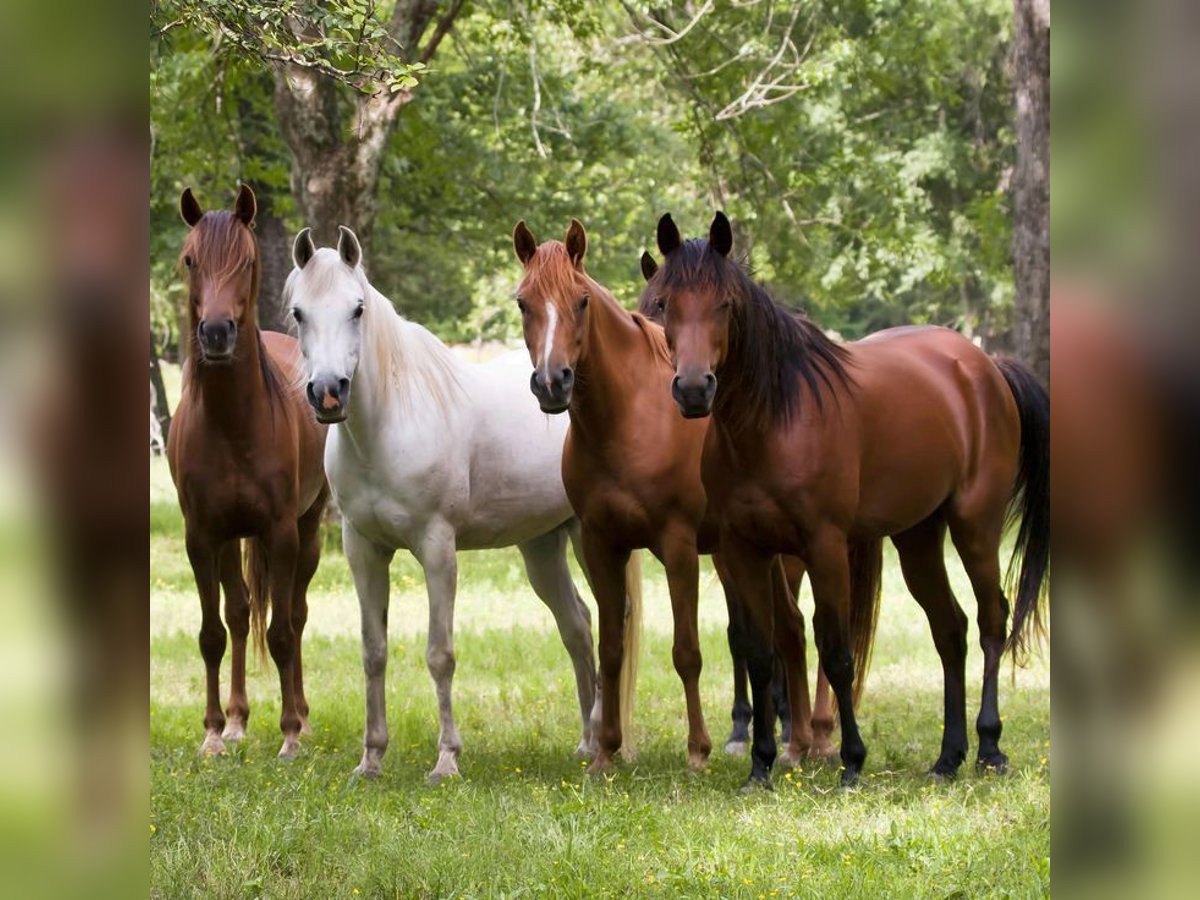 Hengst aufzuchtplatz