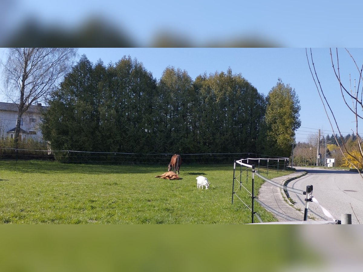 3 Plätze ab Juli frei 