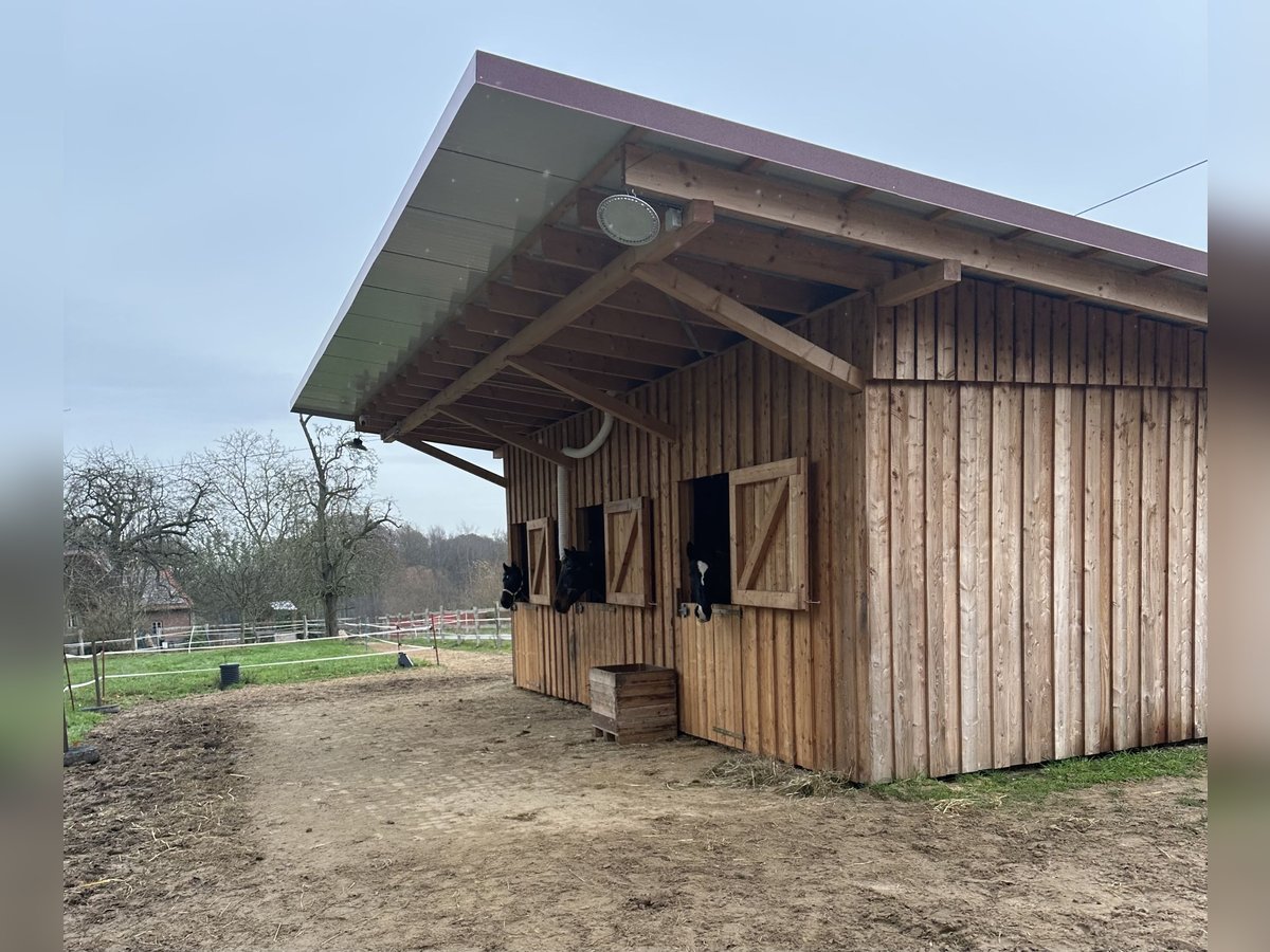 Offenstall mit Paddock und Trail