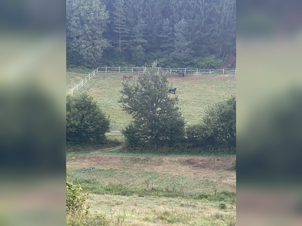 Offenstallplatz mit Koppeln für 1 bis 2 Pferde