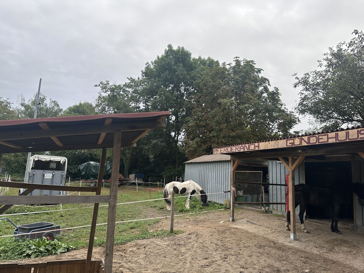 Selbstversorger Offenstallplatz für Kleinpferd /Pony