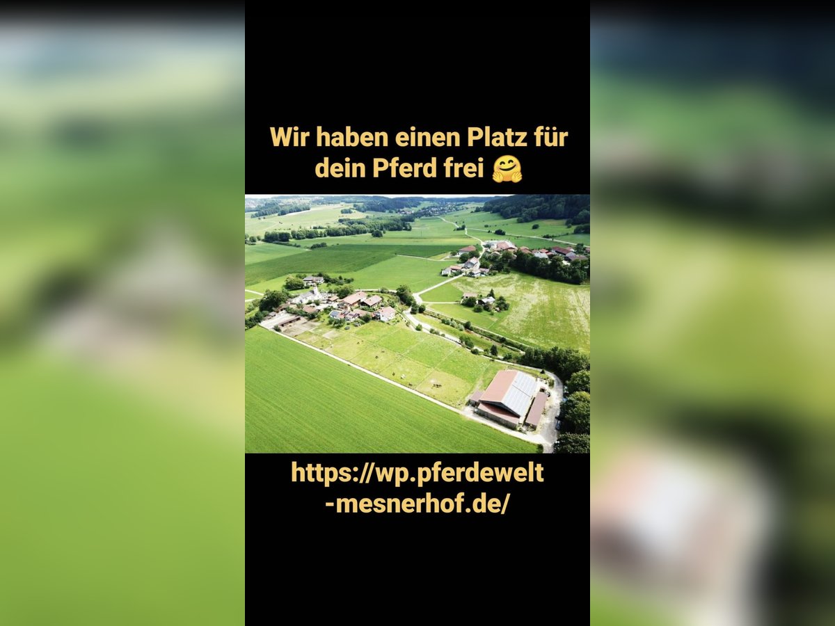 Außenbox mit Paddock für Pony/Kleinpferd