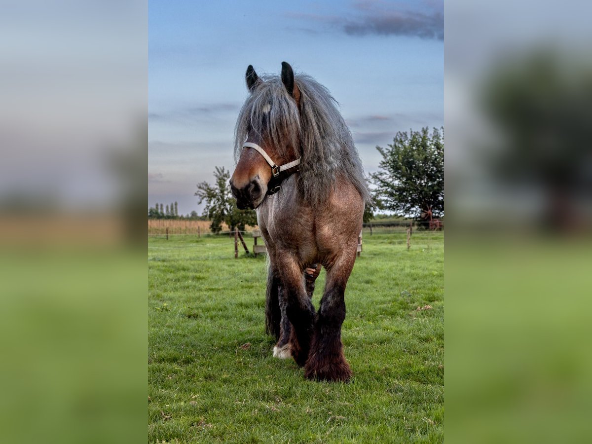 Olandese da Tiro Castrone 6 Anni 177 cm Roano rosso in Lienden