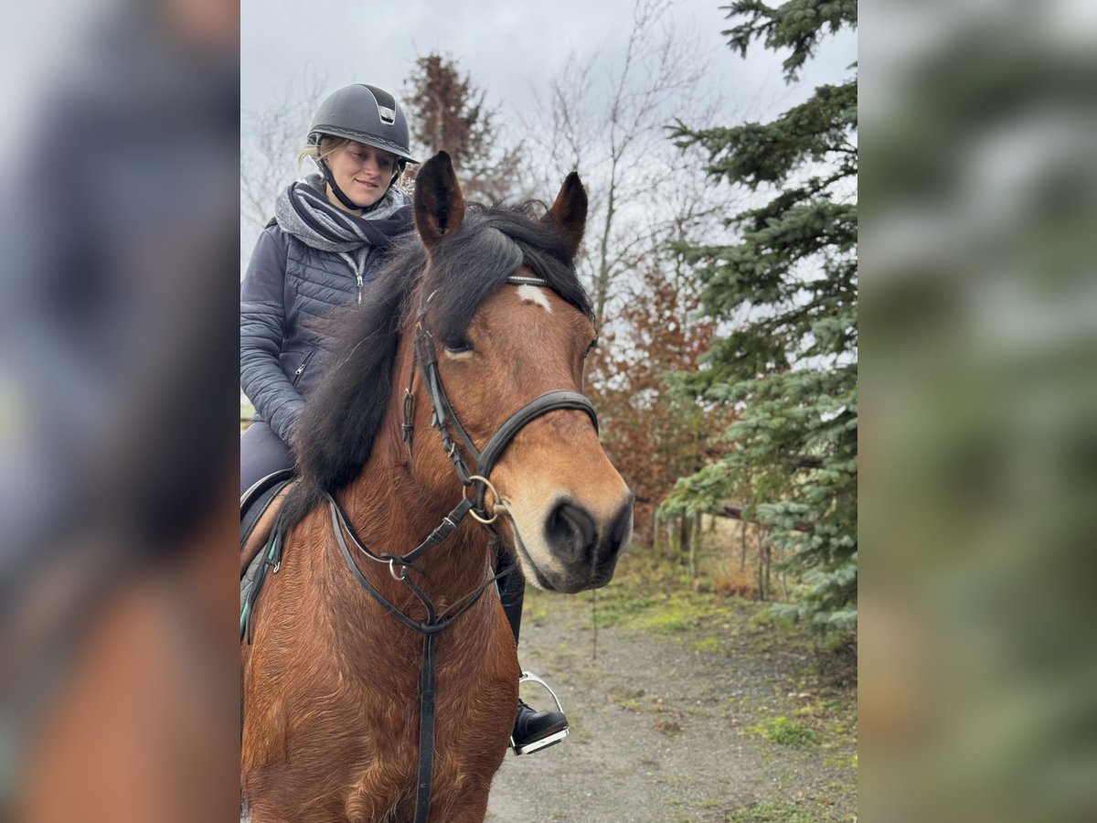 Olandese da Tiro Mix Giumenta 8 Anni 155 cm Baio in Nettersheim