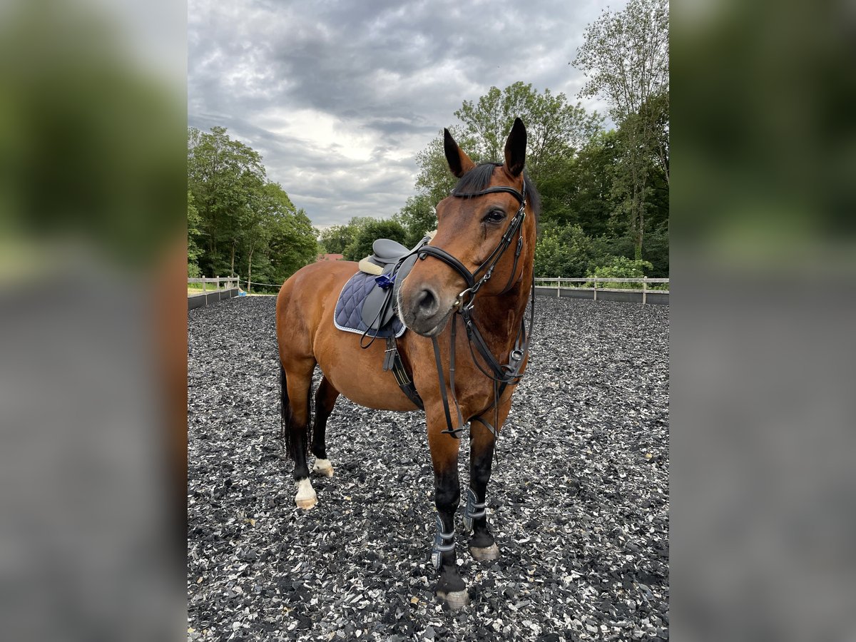 Old Wuerttemberg Gelding 15 years 16,2 hh in Gingen an der Fils