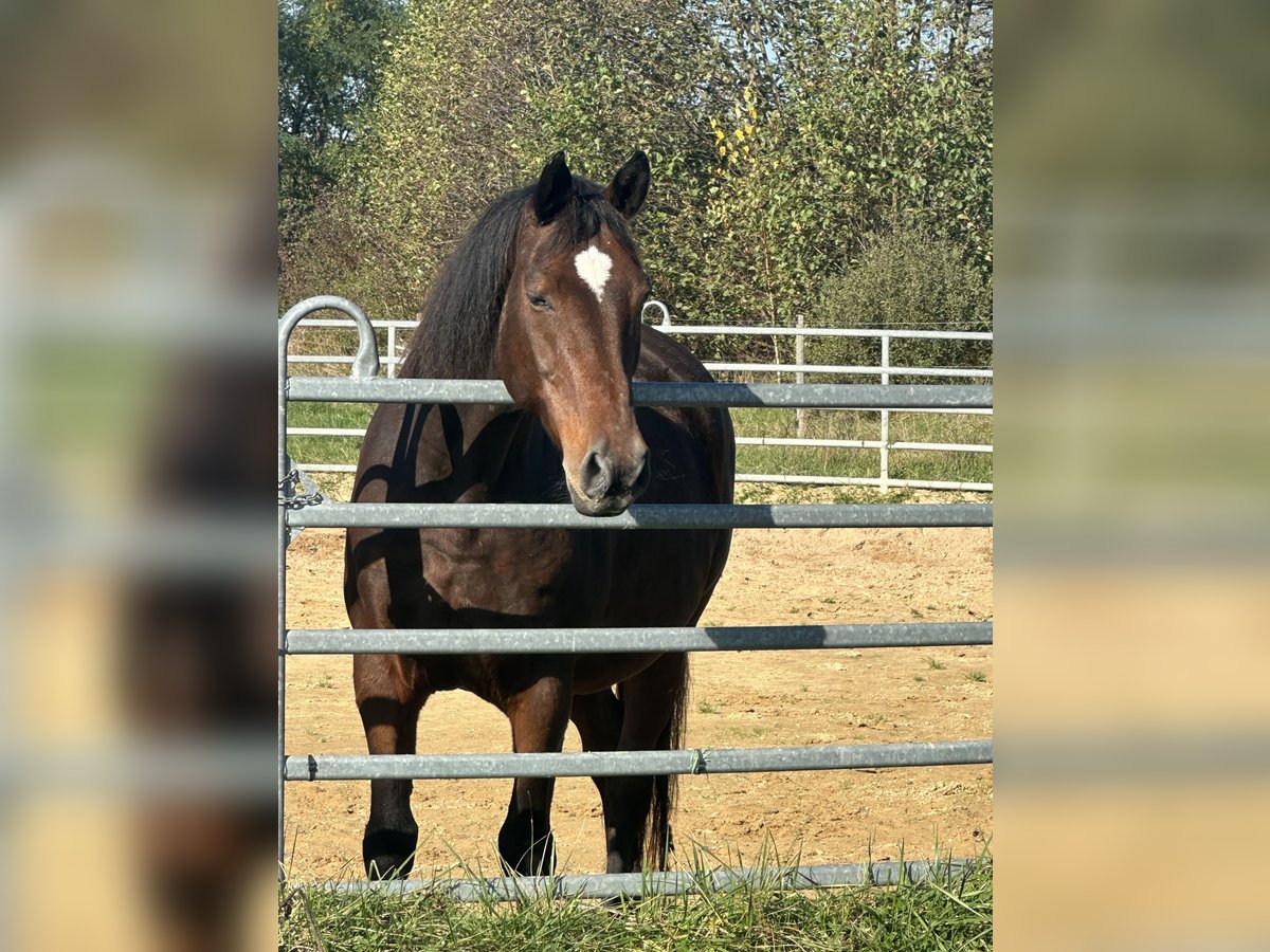 Old Wuerttemberg Gelding 16 years 16,2 hh Brown in Ensdorf