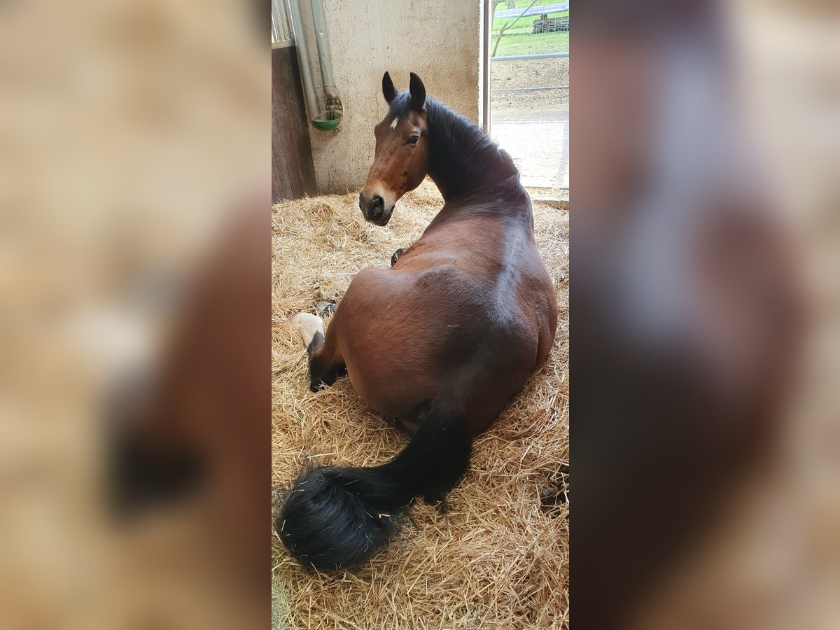 Old Wuerttemberg Gelding 30 years 16 hh Brown in Metzingen