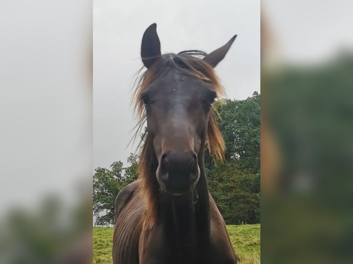 Oldenbourg Étalon 1 Année 168 cm Bai brun foncé in Reichshof