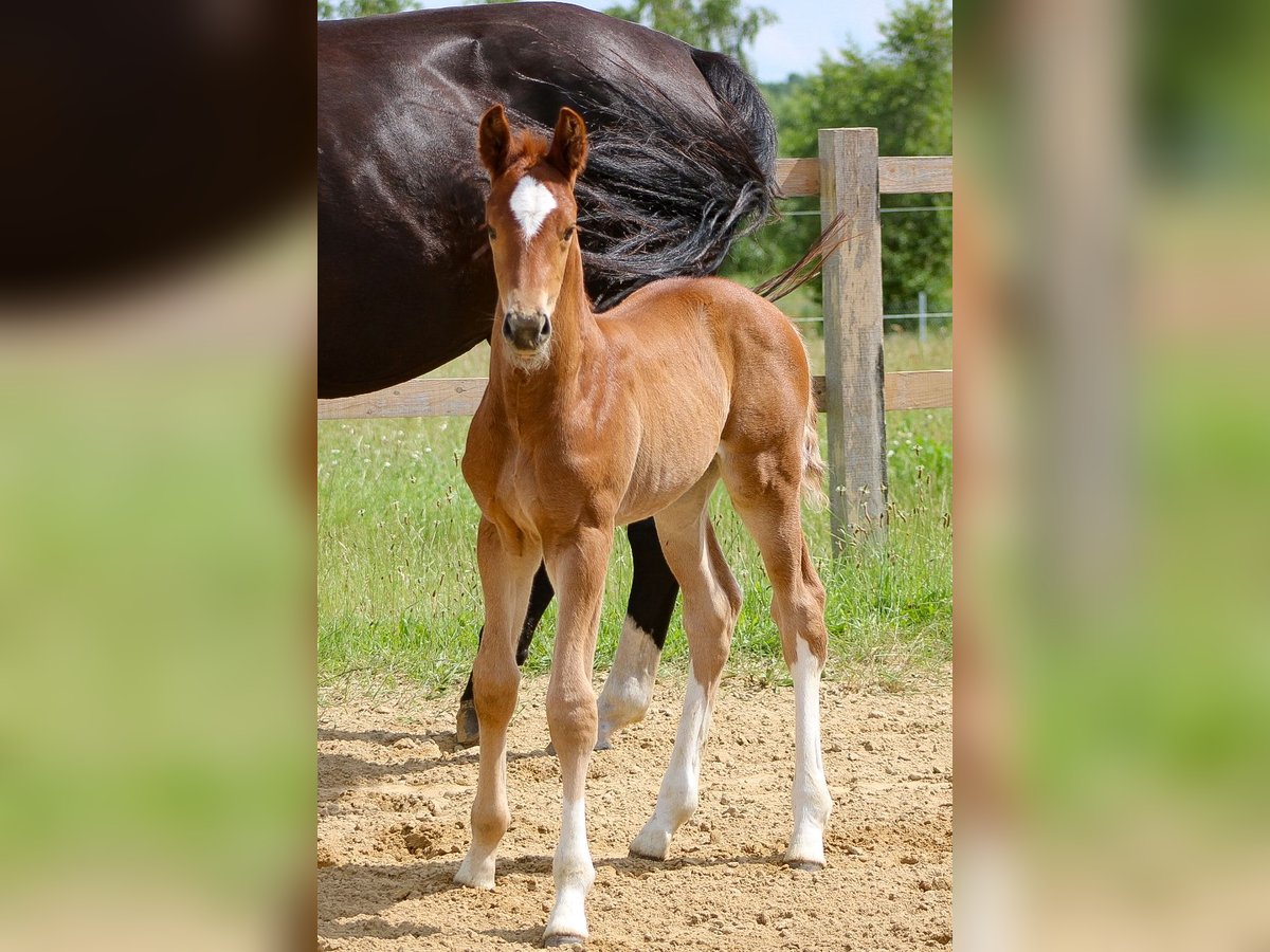 Oldenbourg Étalon 1 Année 170 cm Alezan in Groß Roge