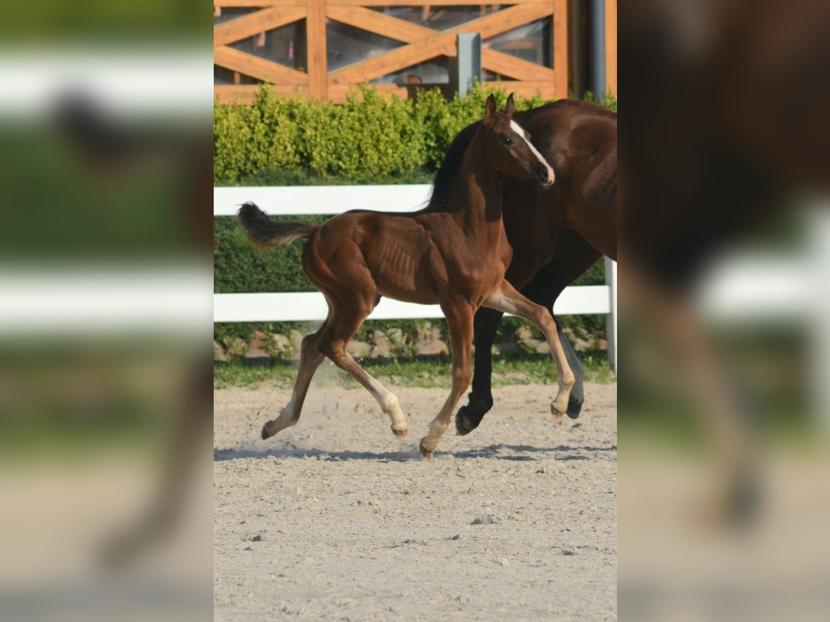 Oldenbourg Étalon 1 Année 170 cm Bai in Jordanów