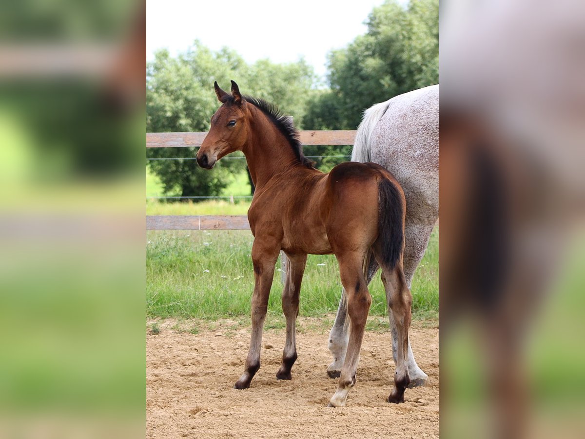 Oldenbourg Étalon 1 Année 170 cm Bai in Groß Roge