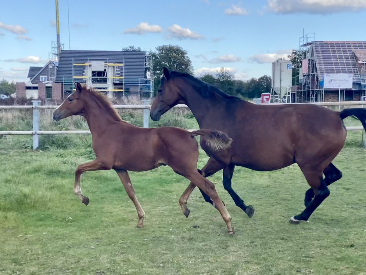 Oldenbourg Étalon 1 Année Alezan in Garrel