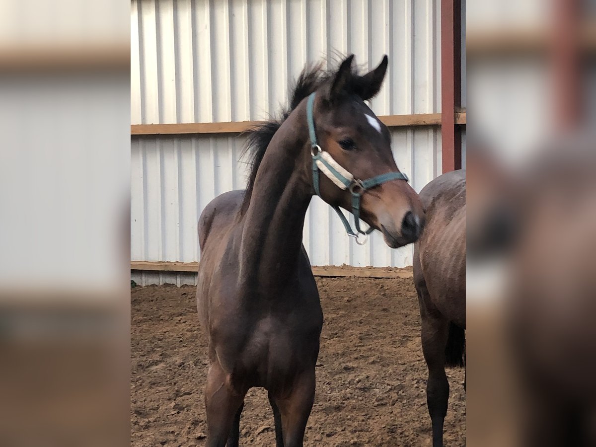 Oldenbourg Étalon 1 Année Bai brun in Hiddenhausen