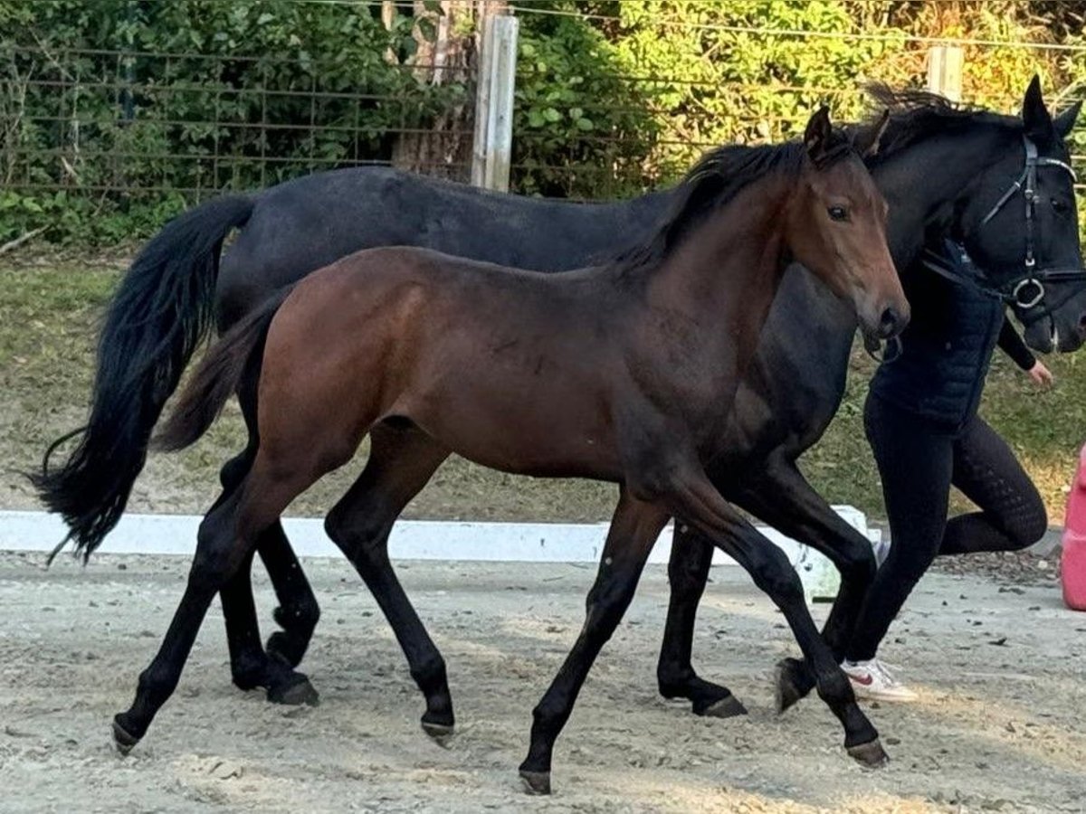 Oldenbourg Étalon 1 Année Bai brun in Eschenburg