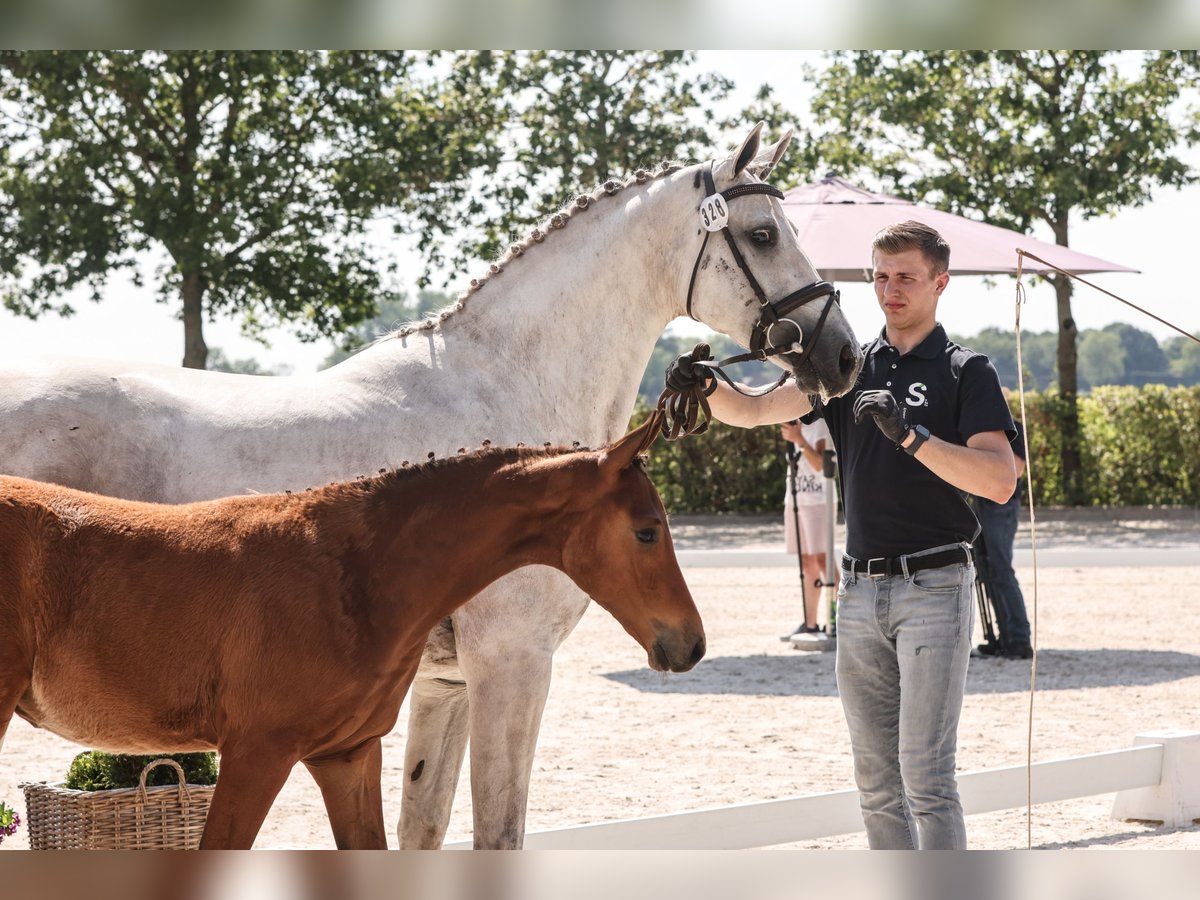 Oldenbourg Étalon 1 Année Bai in Garrel