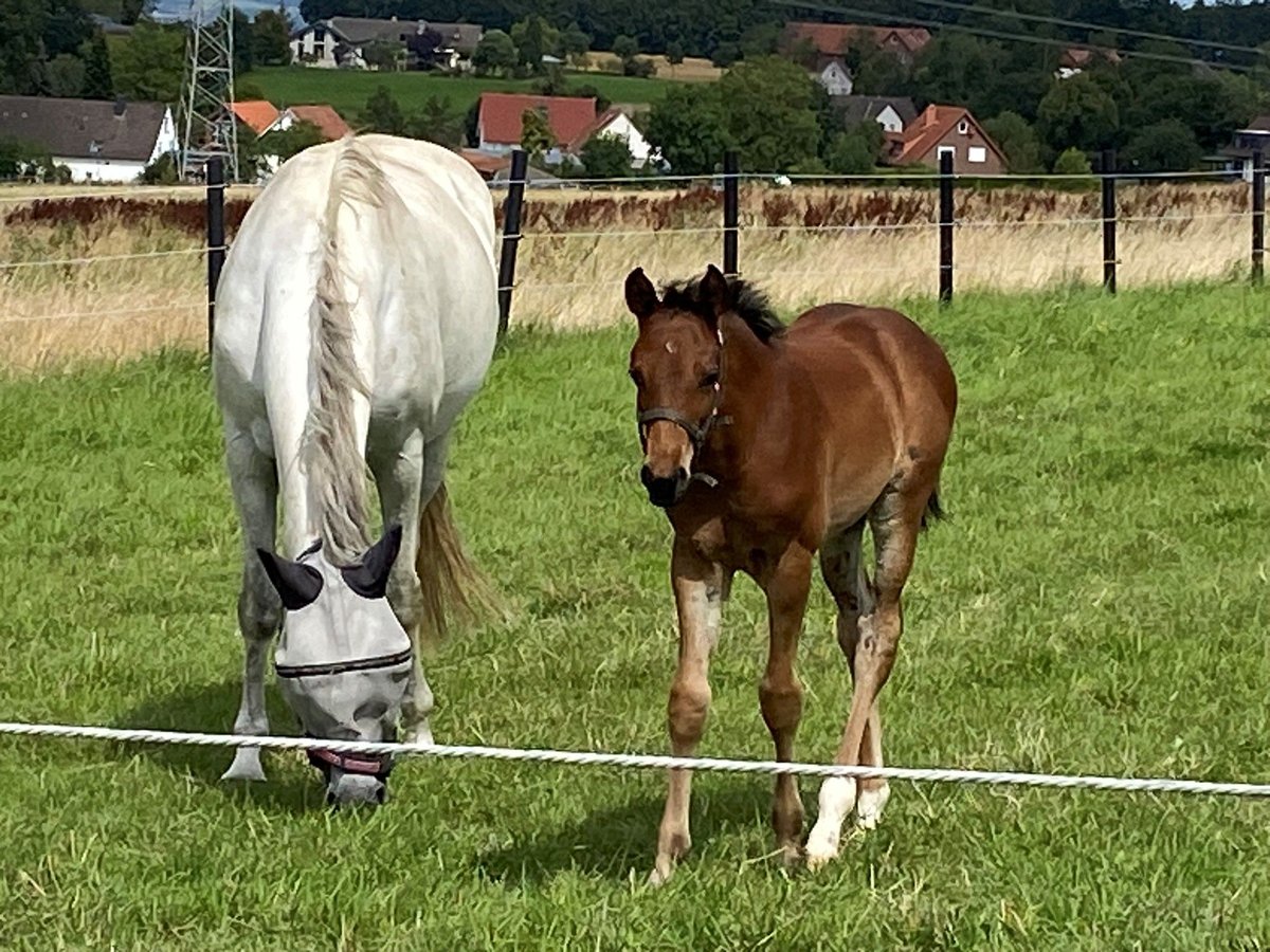 Oldenbourg Étalon 1 Année Bai in Vlotho