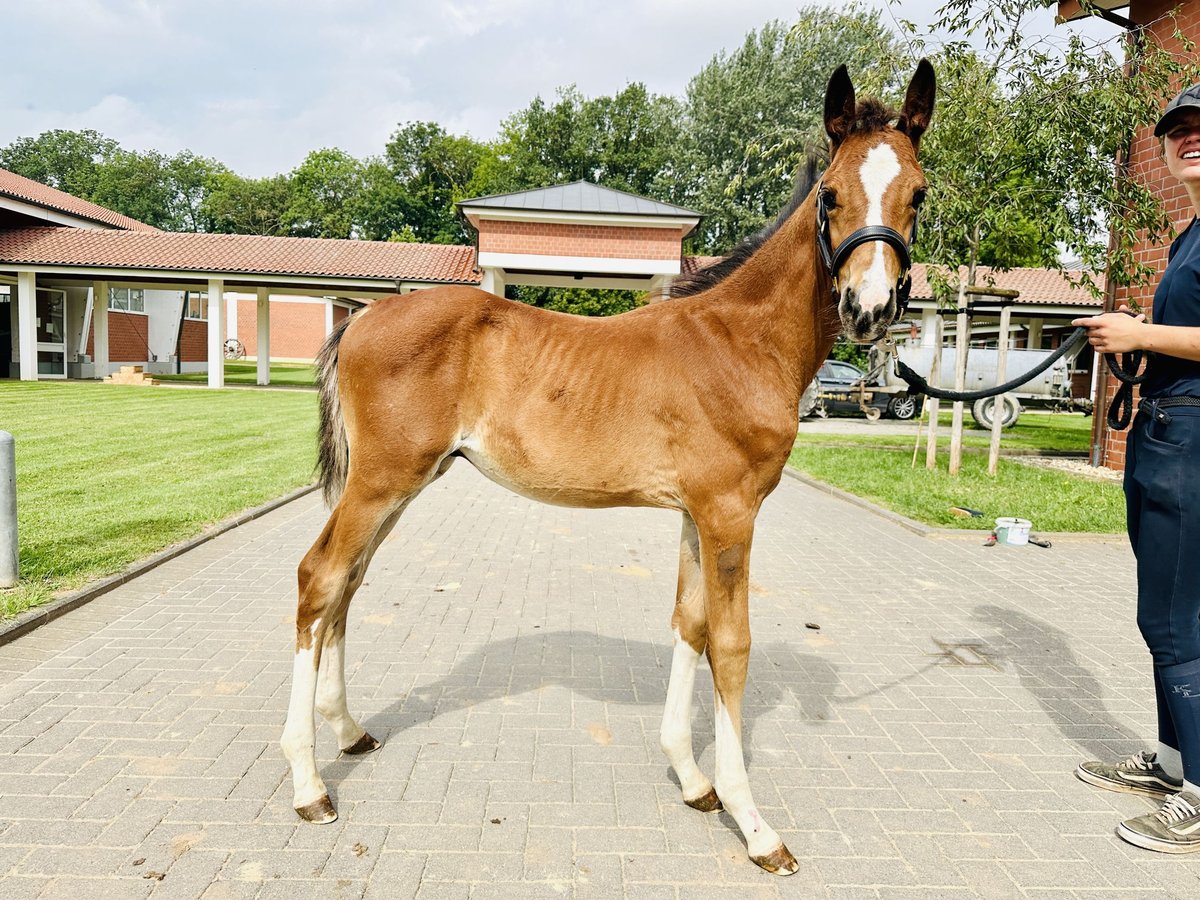 Oldenbourg Étalon 1 Année Bai in Zülpich