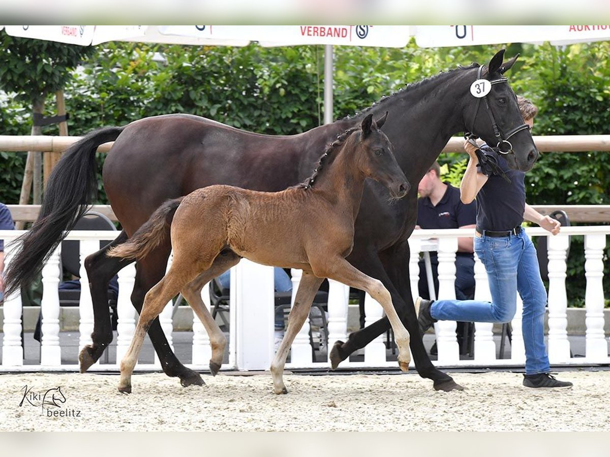 Oldenbourg Étalon 1 Année Noir in Großenkneten