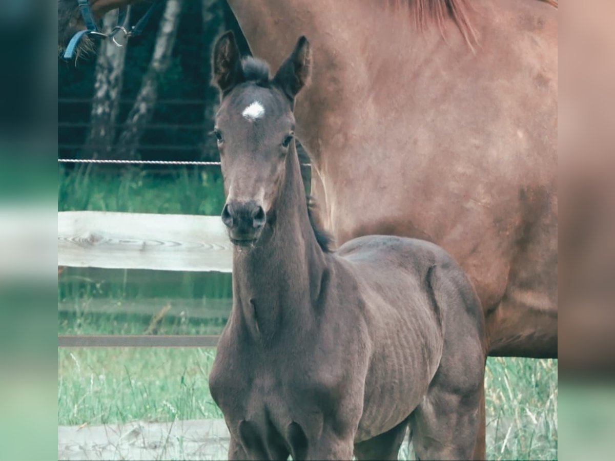 Oldenbourg Étalon 1 Année Noir in Menslage