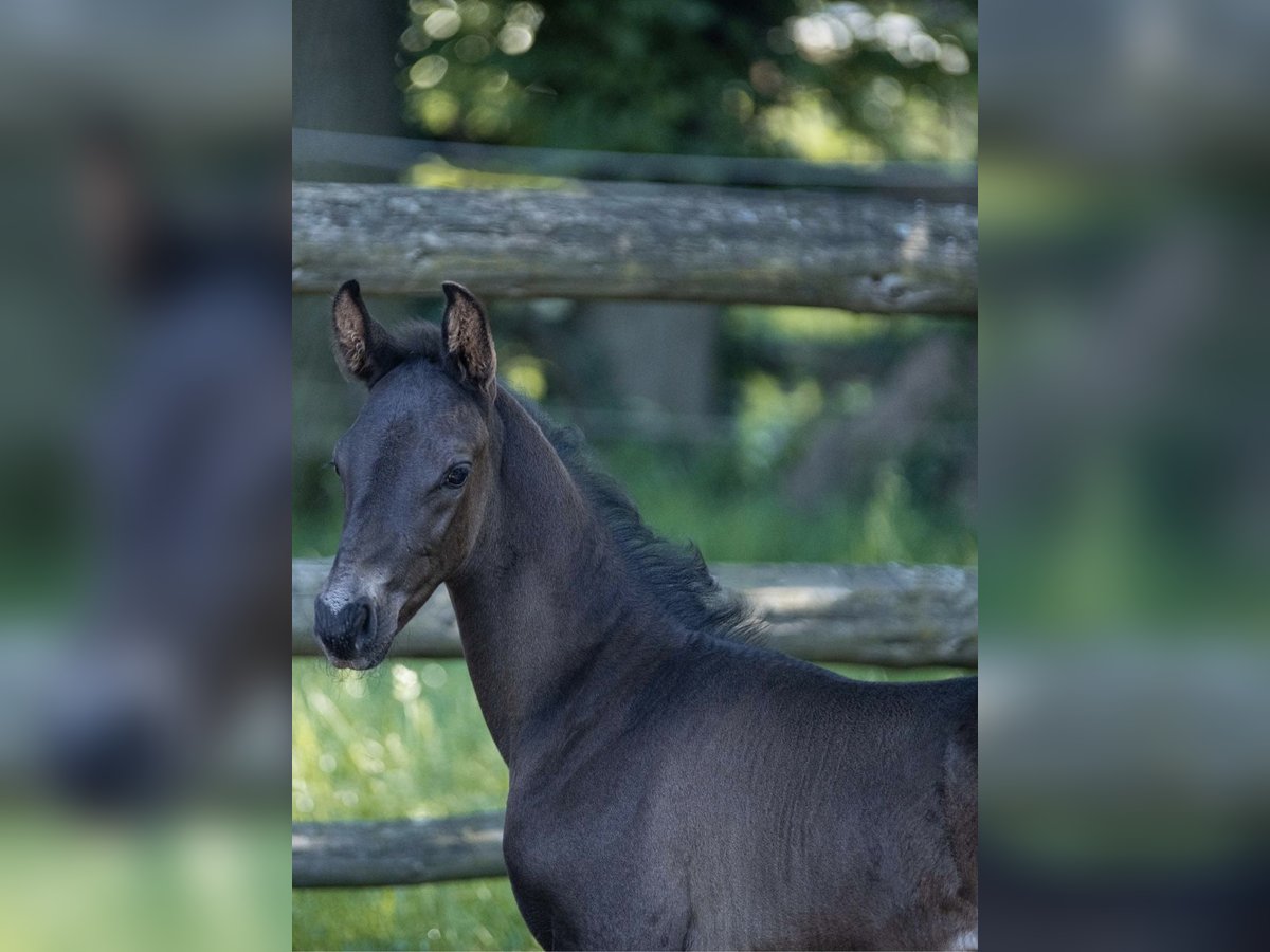 Oldenbourg Étalon 1 Année Noir in Walsrode