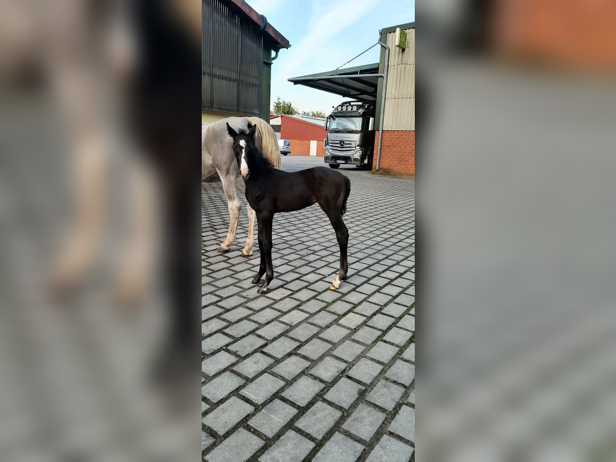 Oldenbourg Étalon 1 Année Peut devenir gris in Jemgum