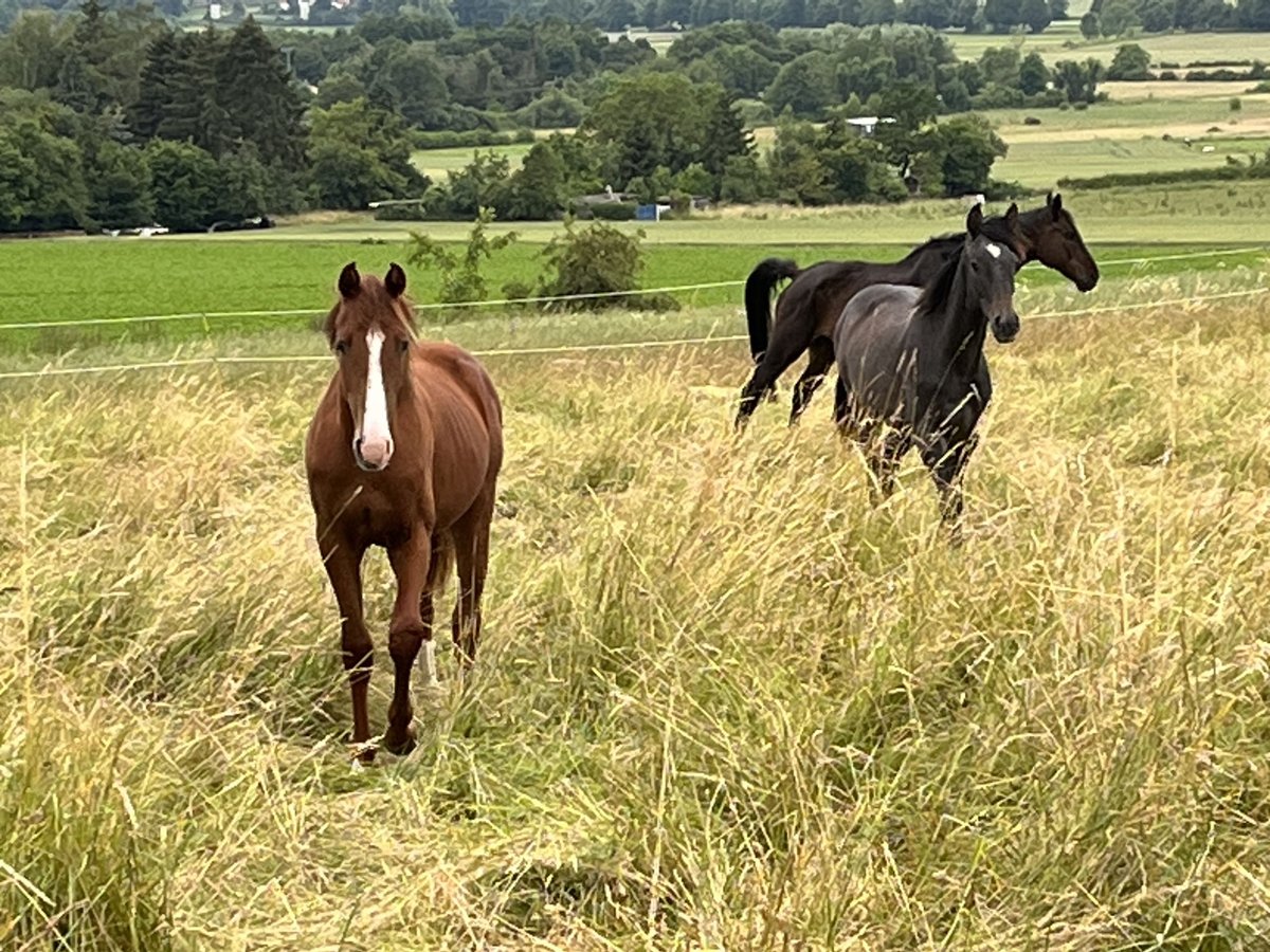 Oldenbourg Étalon 2 Ans 154 cm Alezan in Niddatal