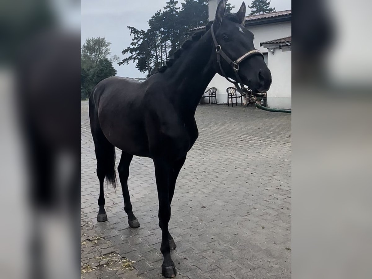 Oldenbourg Étalon 2 Ans 160 cm Bai brun foncé in St. Bernhard