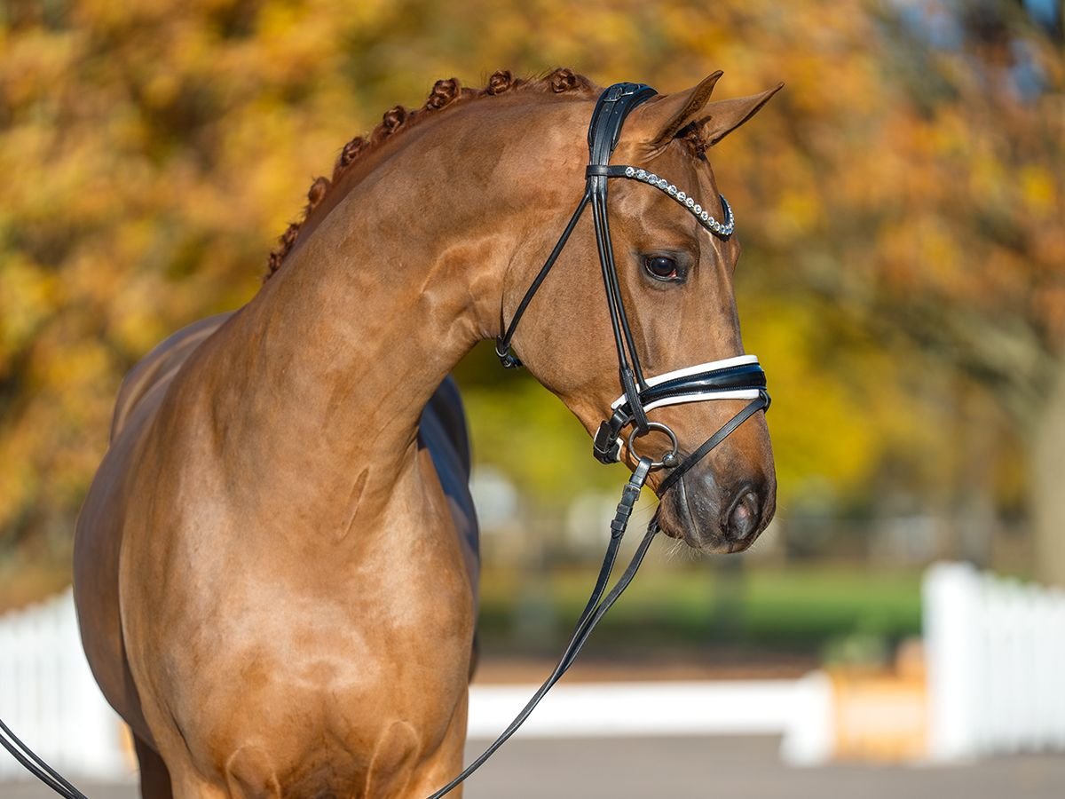 Oldenbourg Étalon 2 Ans 162 cm Alezan brûlé in Redefin