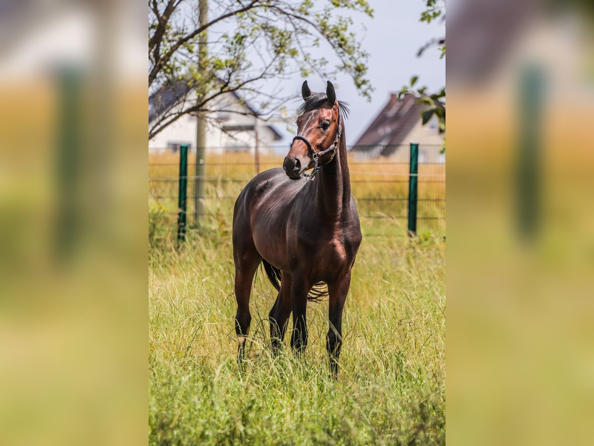 Oldenbourg Étalon 2 Ans 163 cm Bai brun in Hiddenhausen