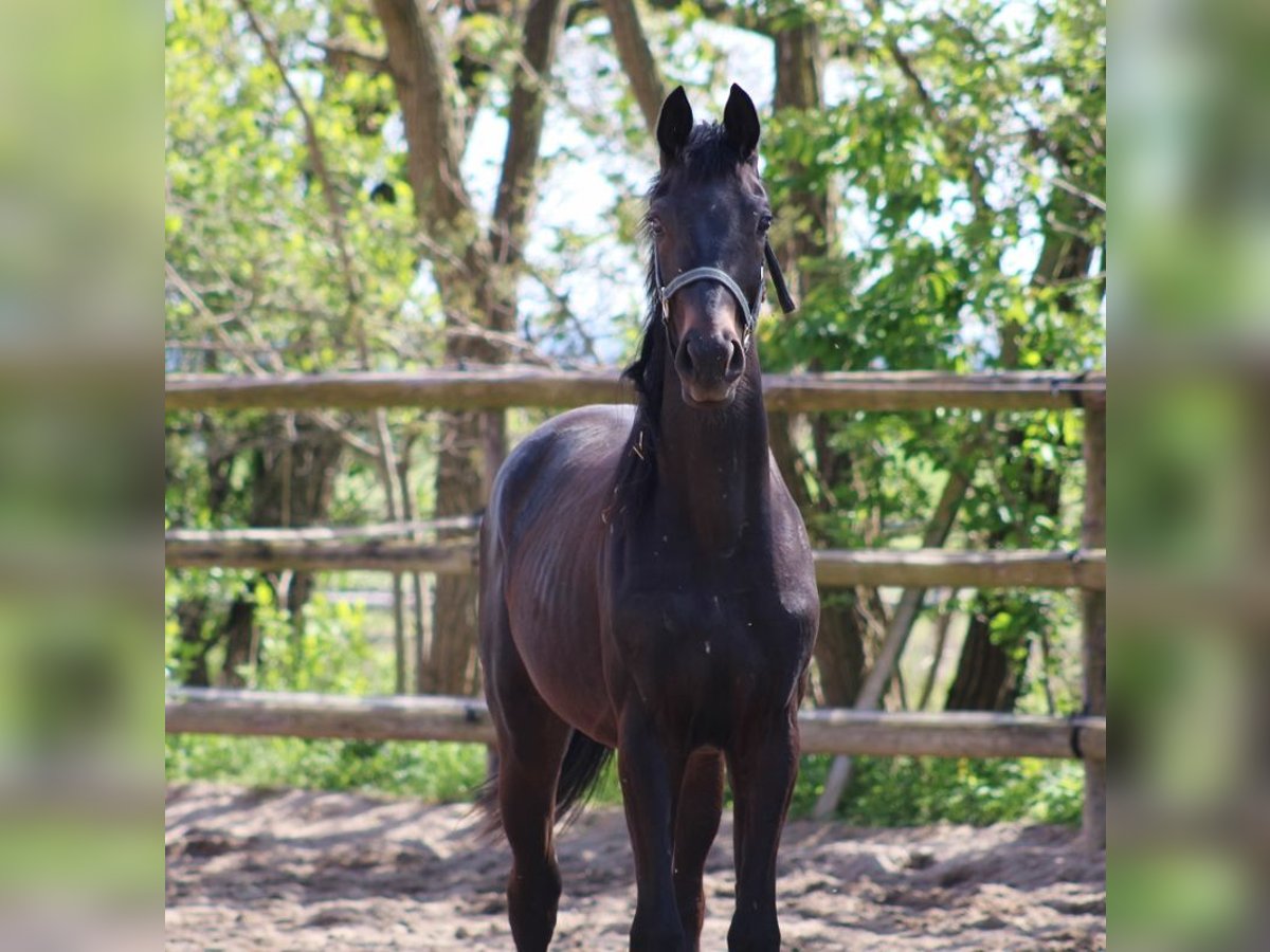 Oldenbourg Étalon 2 Ans 163 cm Bai brun in Radeburg