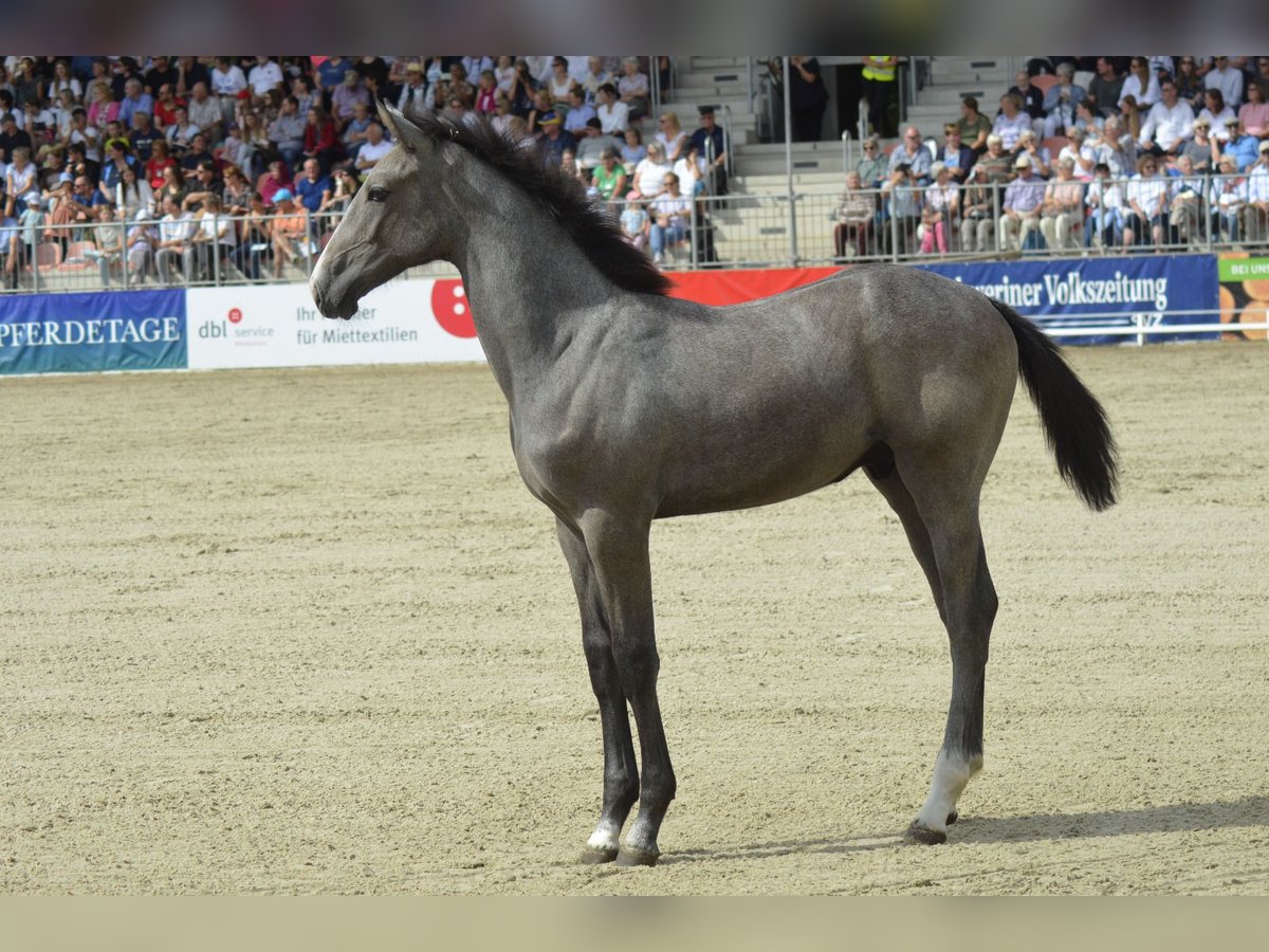 Oldenbourg Étalon 2 Ans 163 cm Gris pommelé in Parchim