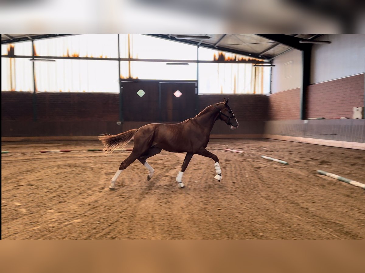 Oldenbourg Étalon 2 Ans 165 cm Alezan brûlé in Alfhausen