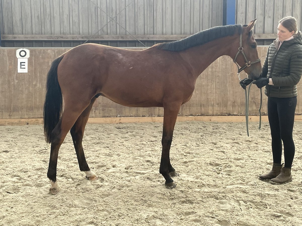 Oldenbourg Étalon 2 Ans 165 cm Bai in Bad Oldesloe