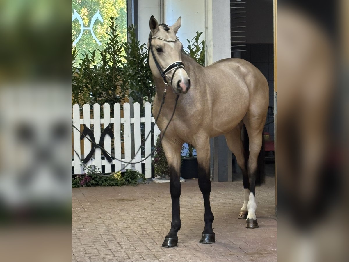 Oldenbourg Étalon 2 Ans 165 cm Buckskin in Verden K&#xF6;rung