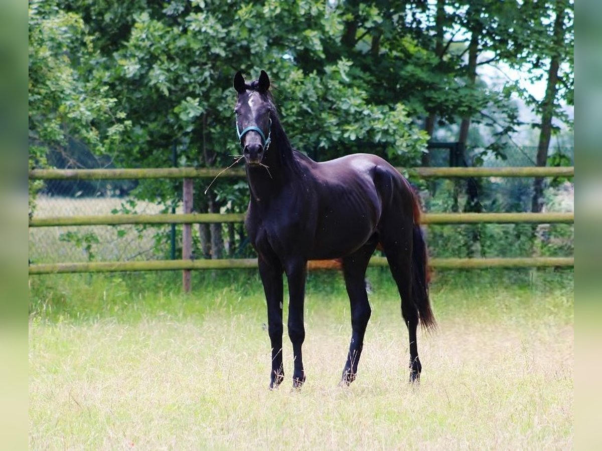 Oldenbourg Étalon 2 Ans 165 cm Noir in Radeburg