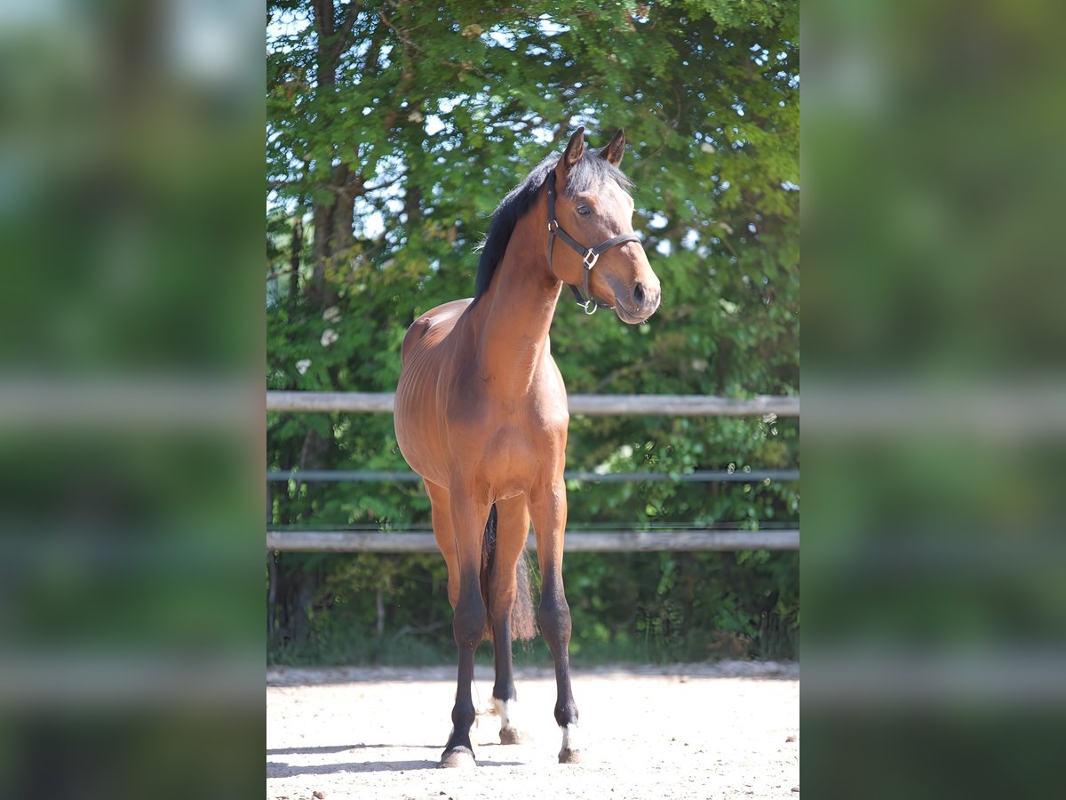 Oldenbourg Étalon 2 Ans 167 cm Bai in Hude (Oldenburg)