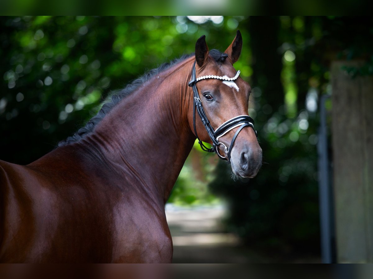 Oldenbourg Étalon 2 Ans 168 cm Bai in Bramsche