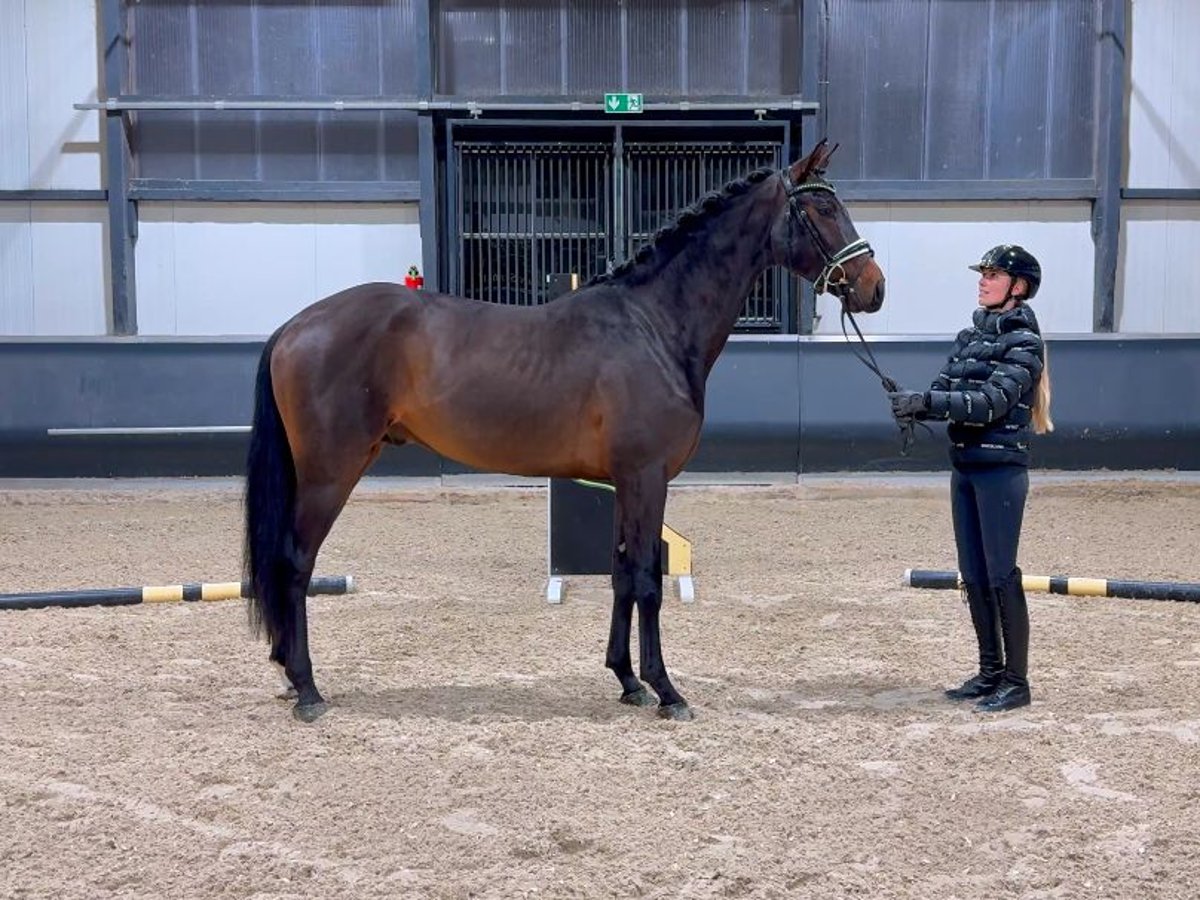 Oldenbourg Étalon 2 Ans 170 cm Bai brun in Meckenheim