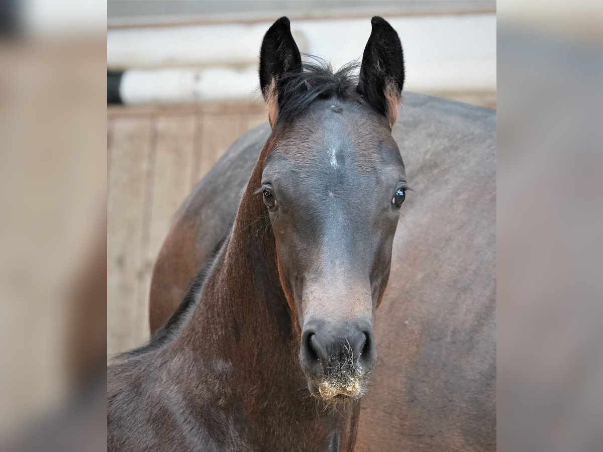 Oldenbourg Étalon 2 Ans 170 cm Bai brun foncé in Rehau