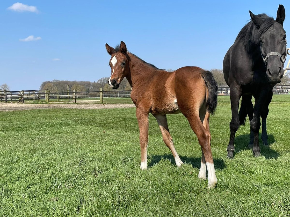 Oldenbourg Étalon 2 Ans 170 cm Bai in Dunningen