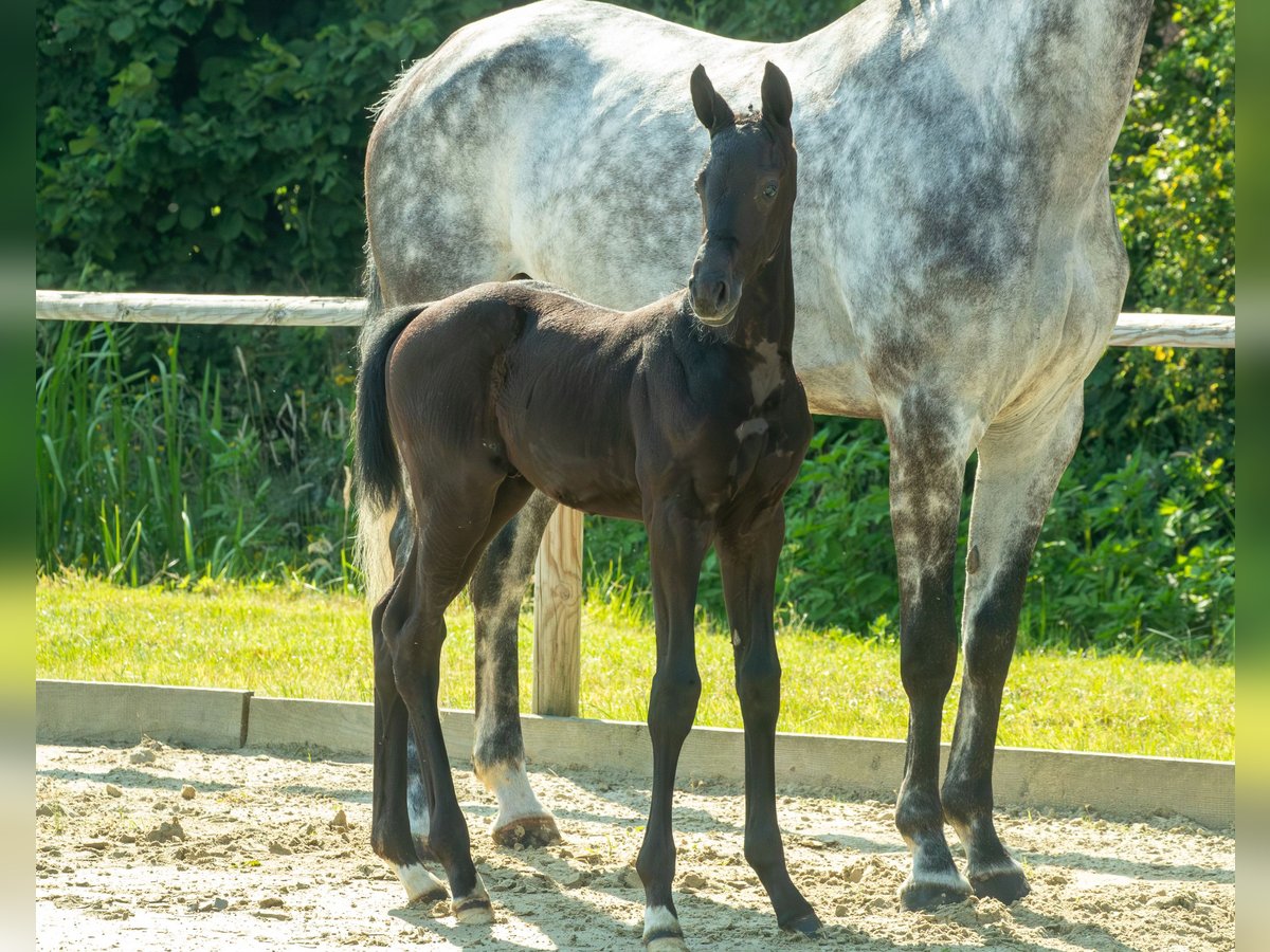 Oldenbourg Étalon 2 Ans 171 cm Peut devenir gris in Wagenfeld