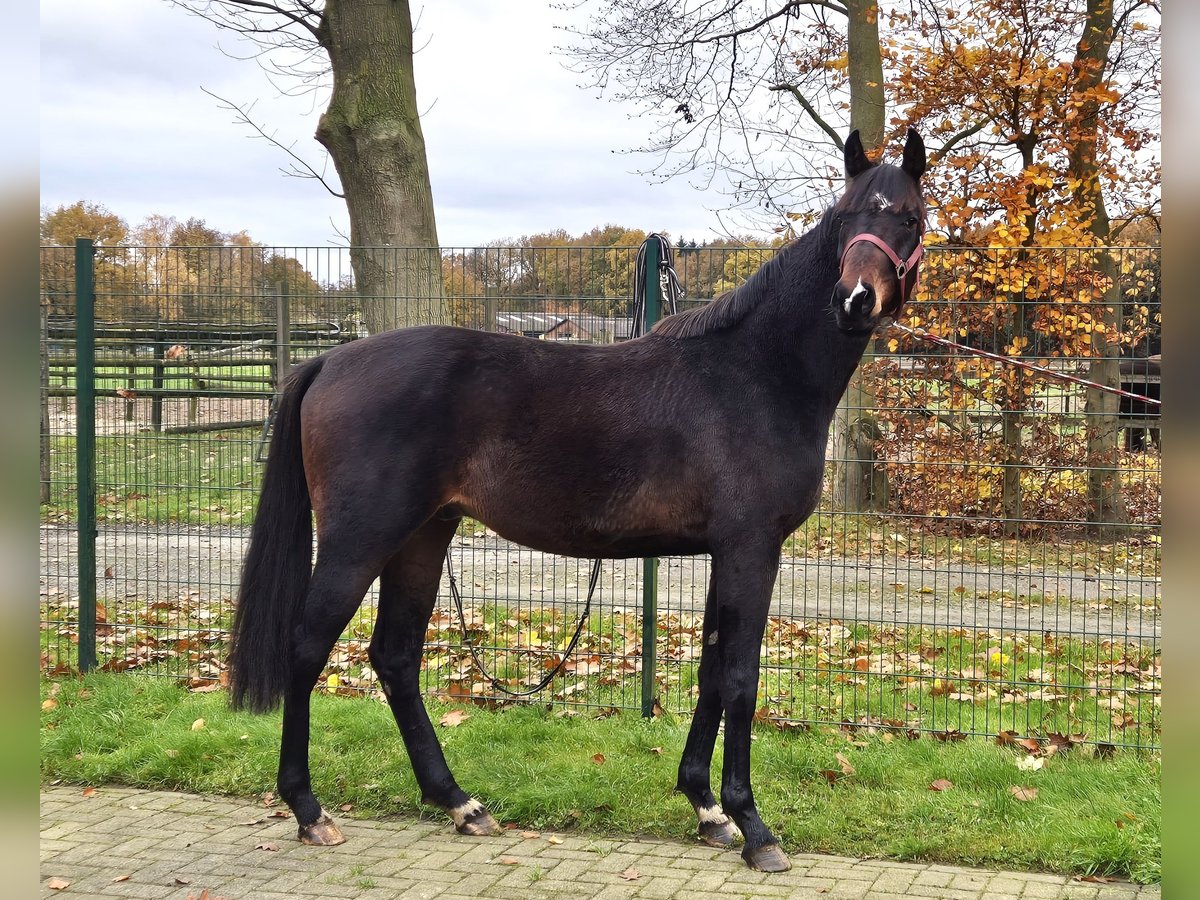 Oldenbourg Étalon 2 Ans 172 cm Bai brun in Lindern (Oldenburg)